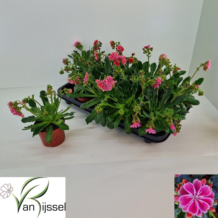 <h4>LEWI COTYLEDON</h4>