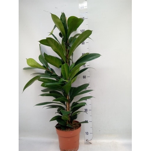 Ficus cyathistipula