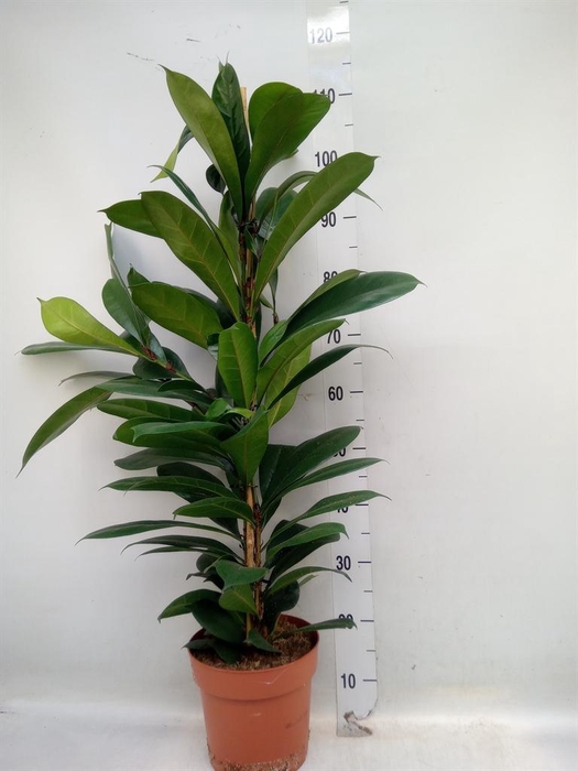 <h4>Ficus cyathistipula</h4>