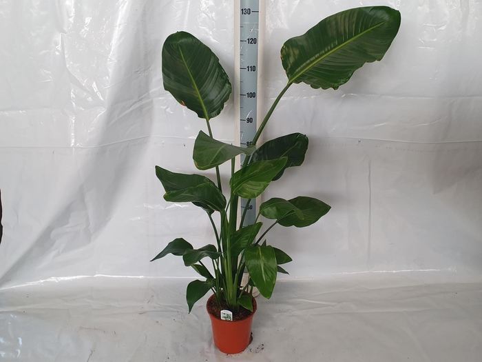 <h4>STRELITZIA NICOLAI</h4>