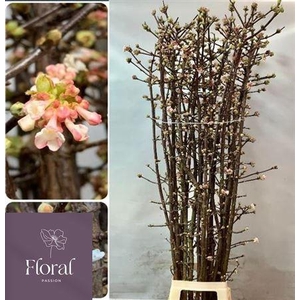 VIBUR BODN CH LAMONT