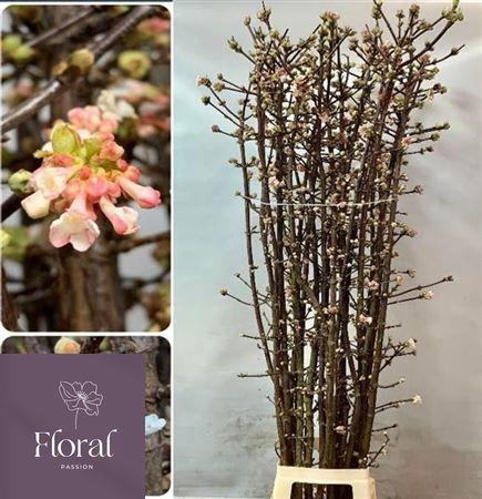 <h4>VIBUR BODN CH LAMONT</h4>