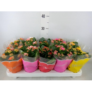 Kalanchoe blos.   ..rosebud mix  5
