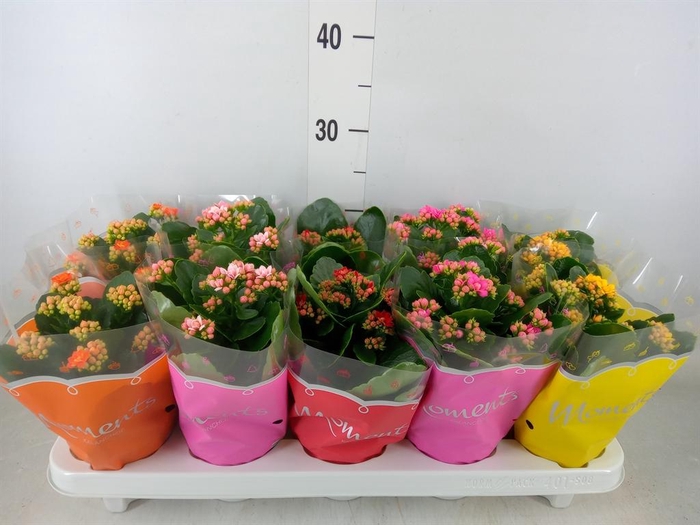 <h4>Kalanchoe blos.   ..rosebud mix  5</h4>