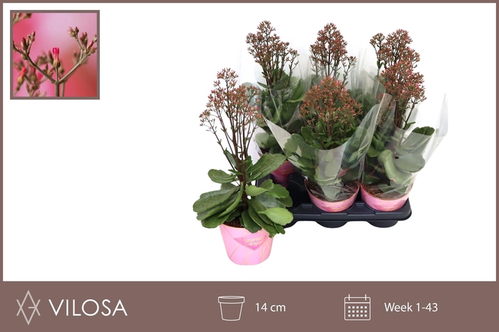 <h4>KAL WF SURPR CANYON</h4>