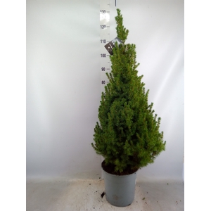 Picea glauca 'Conica'