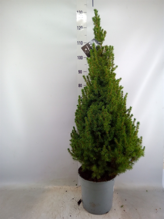 <h4>Picea glauca 'Conica'</h4>