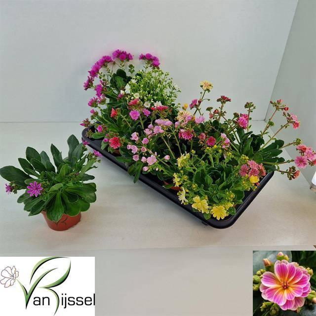 <h4>LEWI MOU DREAMS MIX</h4>