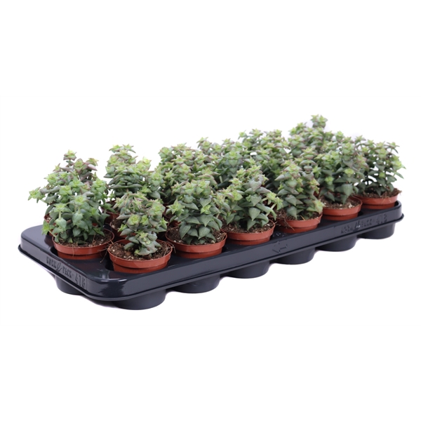 <h4>Crassula perforata 8,5 cm</h4>