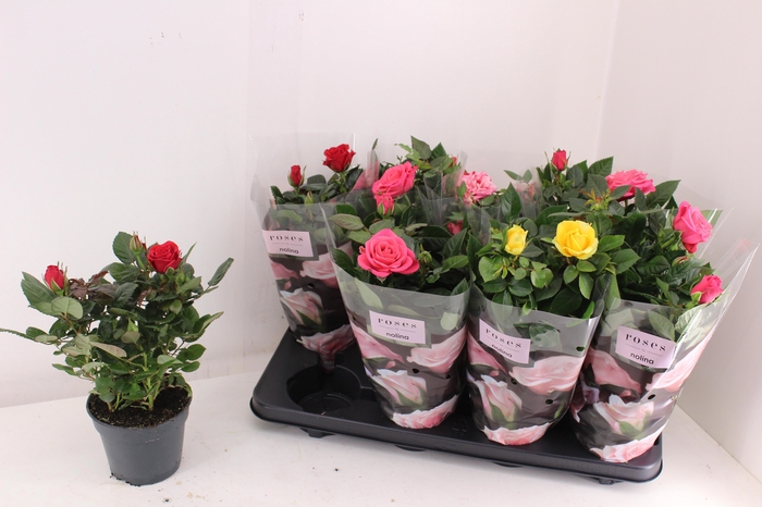 <h4>RO PATHIT GEM 4 SRT</h4>