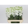 Matthiola Iron White