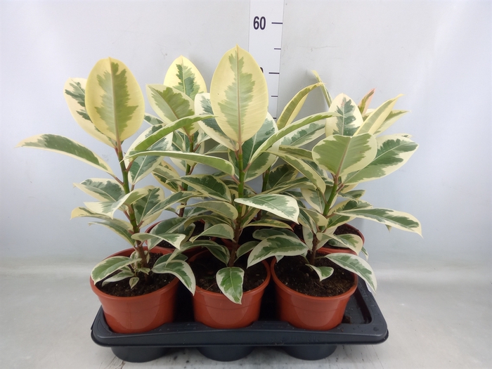 <h4>Ficus elastica 'Tineke'</h4>