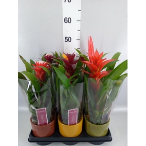 Bromelia ...mix