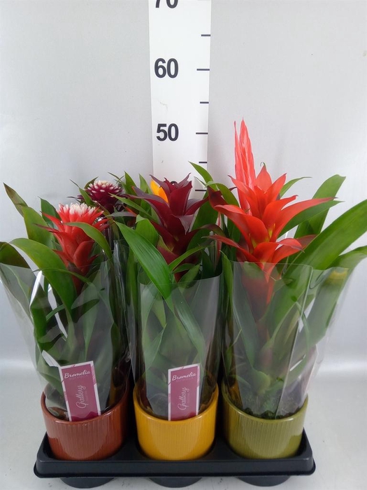 <h4>Bromelia   ...mix</h4>