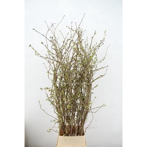 CORYLOPSIS S CYNTHIA 160CM