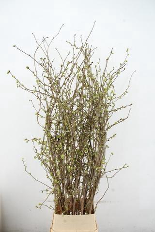 <h4>CORYLOPSIS S CYNTHIA 160CM</h4>