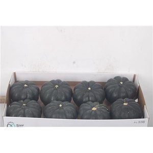 Cuc P Black Cat X8