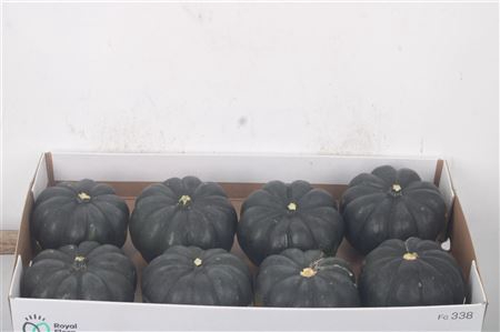 <h4>Cuc P Black Cat X8</h4>