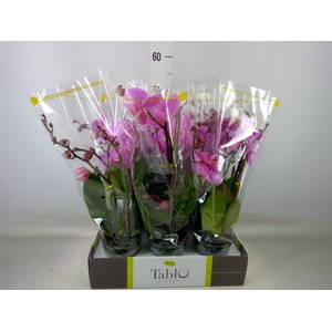 Phalaenopsis   ...rose