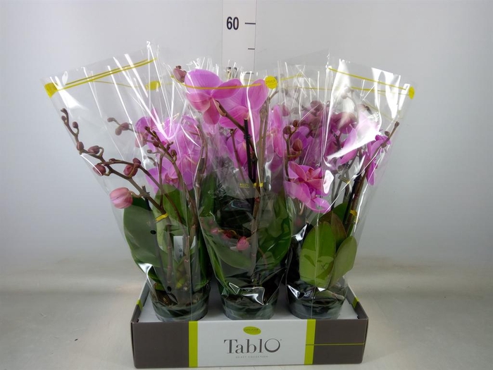 <h4>Phalaenopsis   ...rose</h4>