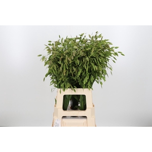 Chasmantium Kl Bh Koper