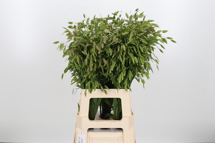 <h4>Chasmantium Kl Bh Koper</h4>