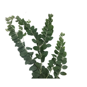 FOLHAGEM ACACIA