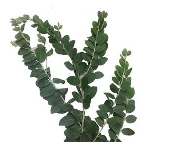 <h4>FOLHAGEM ACACIA MIMOSA</h4>