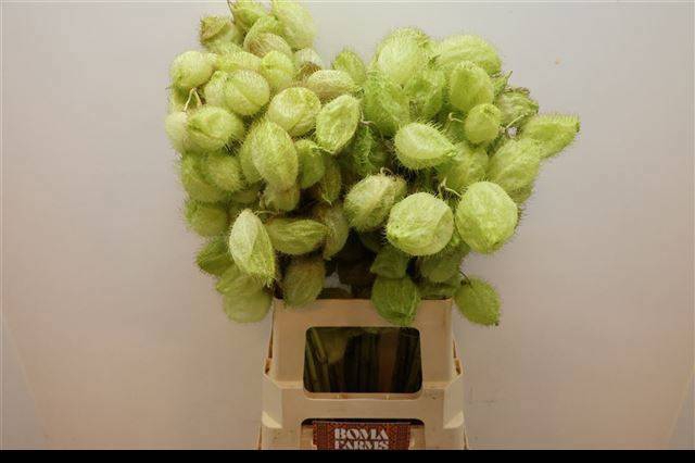 <h4>GOM FR MOBY DICK</h4>