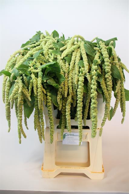 <h4>Amaranthus green cord</h4>