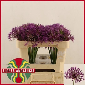 ALLIUM PURPLE RAIN