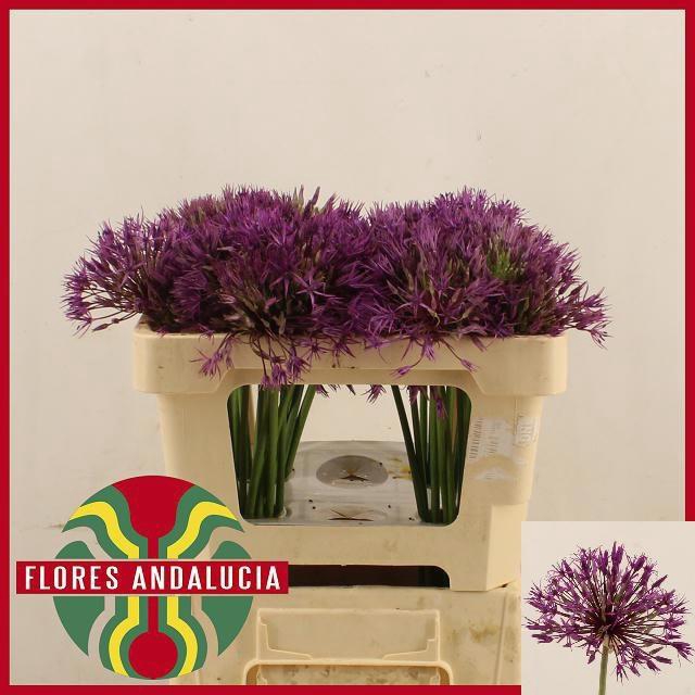 <h4>ALLIUM PURPLE RAIN</h4>