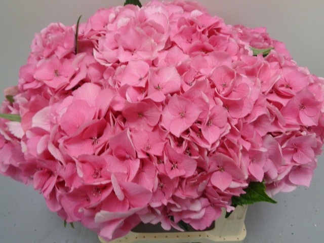 <h4>HYDR M ROYAL LOVE</h4>