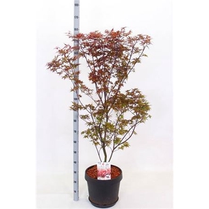 Acer Pa Skeet Broom