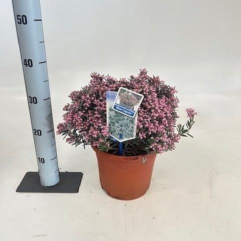 <h4>ANDROM POLIFOLIA</h4>