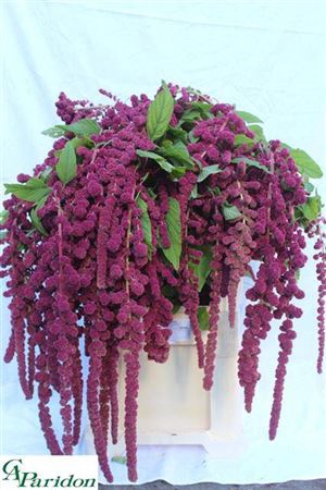 <h4>Amar Ca Rosary</h4>