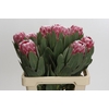 Protea Lady Di
