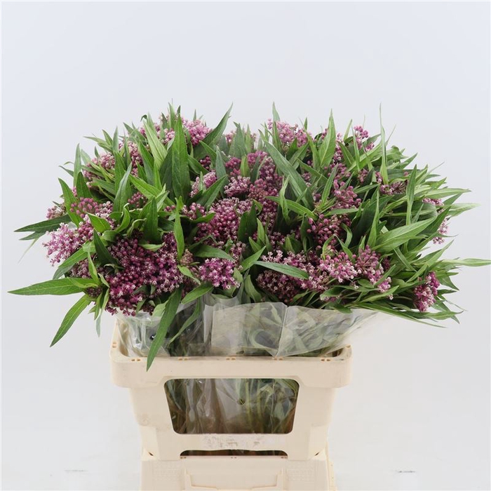 <h4>Asclepias Soulmate</h4>