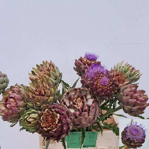 <h4>CYNARA SC GREEN GLOB</h4>