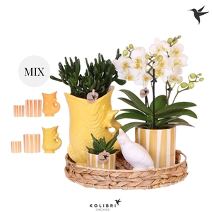 Kolibri Gift Set Mediterranean Sunset yellow orange mix