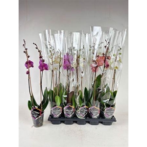Phal Gem 4 Kl 2 Branches 16+