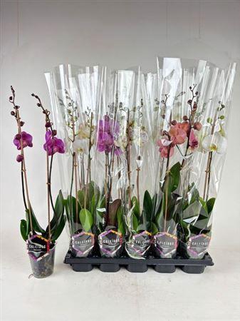 <h4>Phal Gem 4 Kl 2 Branches 16+</h4>