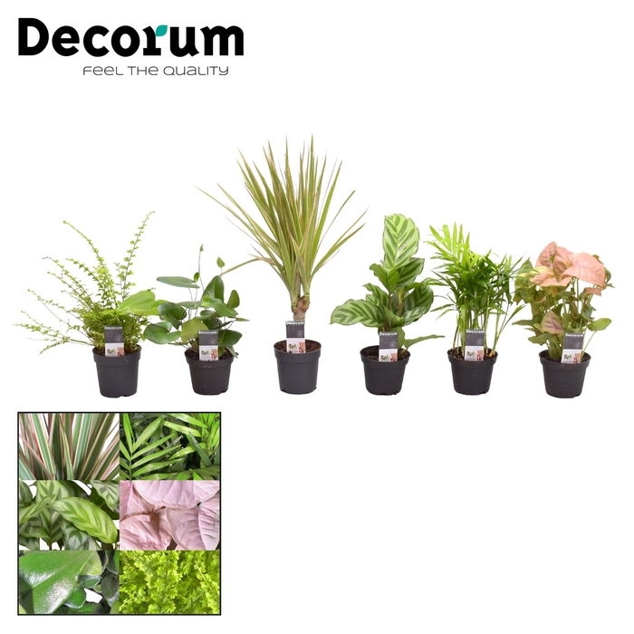 Keen on Green mix Florida 7 cm (Decorum)