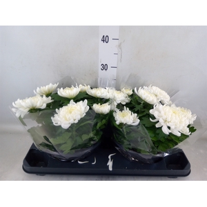 Chrysanthemum  'Cosmo White'