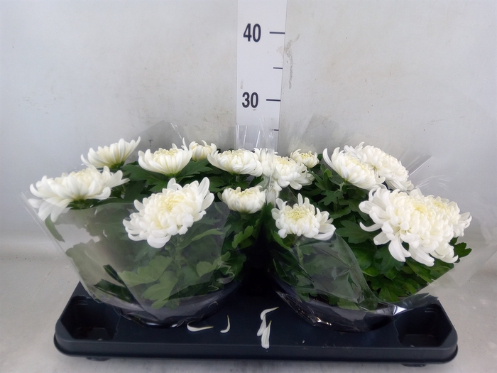 <h4>Chrysanthemum  'Cosmo White'</h4>