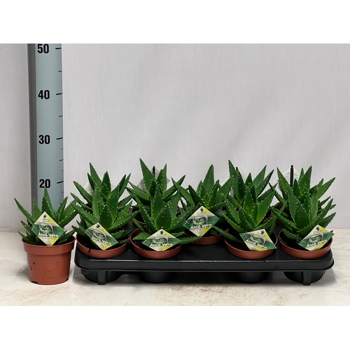 <h4>ALOE PERFOLIATA</h4>