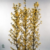 Forsythia Bos