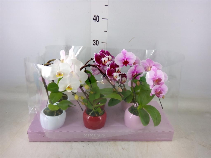<h4>Phalaenopsis   ...</h4>