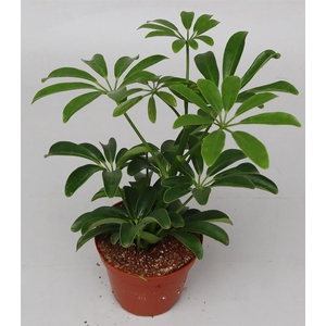 Schefflera arbor. 'Luseana'