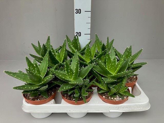 Aloe